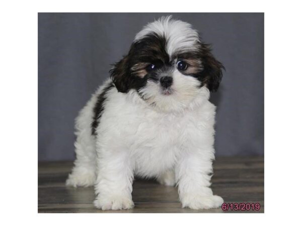 Lhasa Apso DOG Female Red / White 5524 Petland Montgomery, Alabama