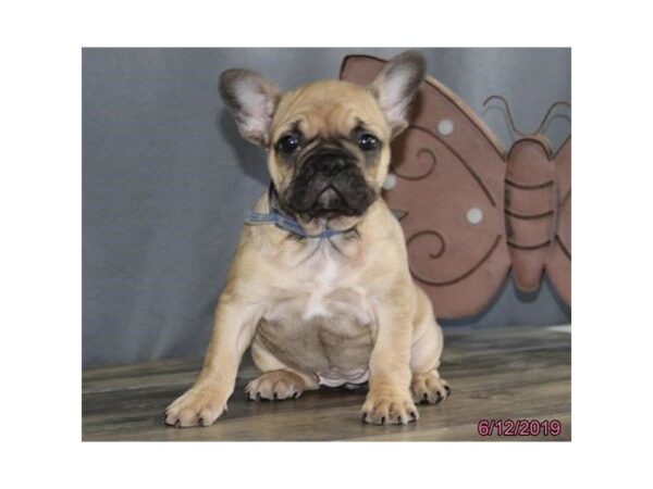 French Bulldog DOG Female Fawn 5525 Petland Montgomery, Alabama