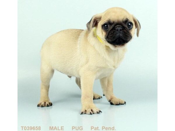 Pug DOG Male FN 5529 Petland Montgomery, Alabama