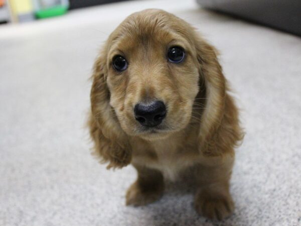 Dachshund DOG Male Tan 5523 Petland Montgomery, Alabama