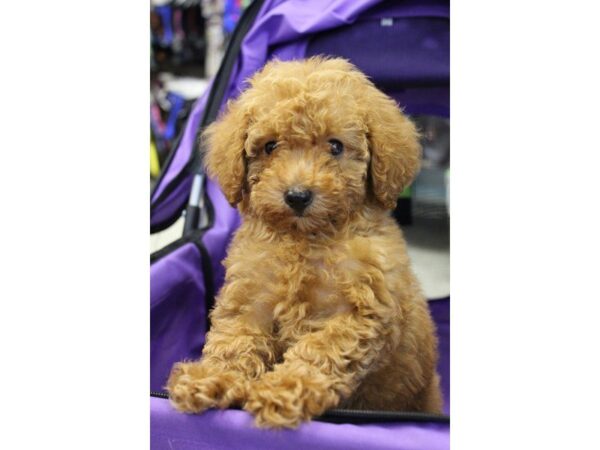 Miniature Poodle-DOG-Female-RED-5528-Petland Montgomery, Alabama