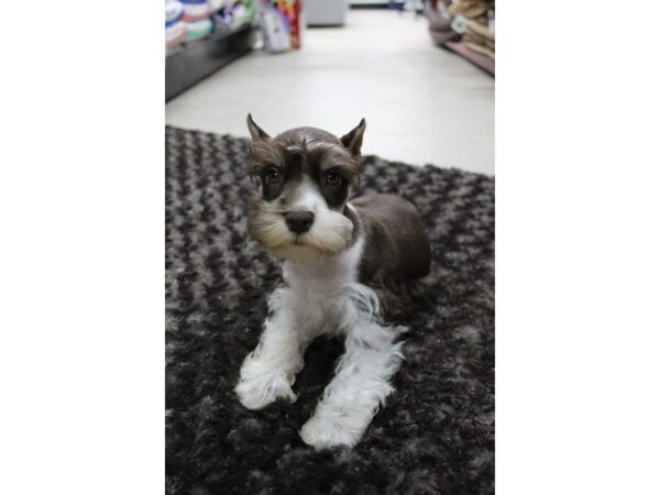 Miniature Schnauzer DOG Male liver white 5526 Petland Montgomery, Alabama