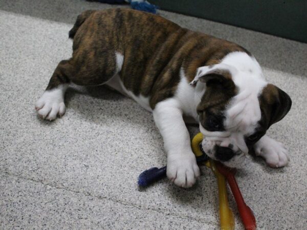 English Bulldog DOG Female white and brindle 5530 Petland Montgomery, Alabama