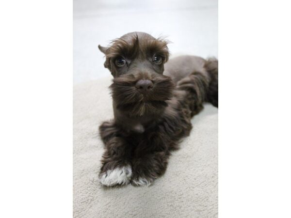 Miniature Schnauzer DOG Male LIVER 5527 Petland Montgomery, Alabama