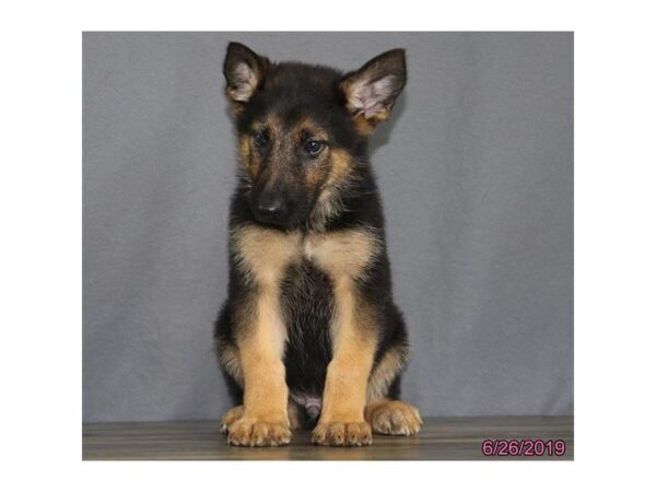 German Shepherd Dog DOG Male Black / Tan 5531 Petland Montgomery, Alabama