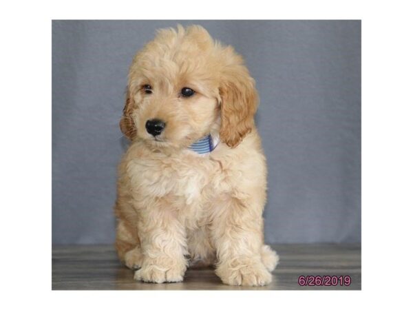 Goldendoodle Mini DOG Male Golden 5532 Petland Montgomery, Alabama