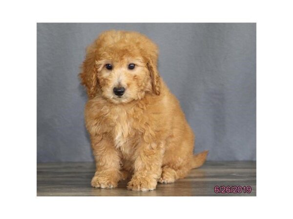 Goldendoodle Mini 2nd Gen DOG Female Red 5533 Petland Montgomery, Alabama