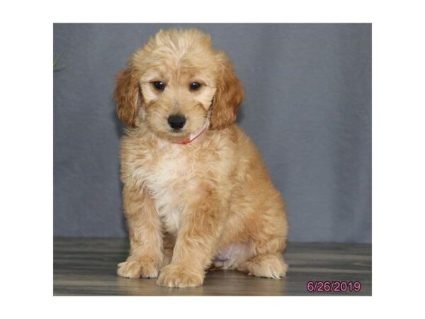 Goldendoodle Mini DOG Female Golden 5534 Petland Montgomery, Alabama