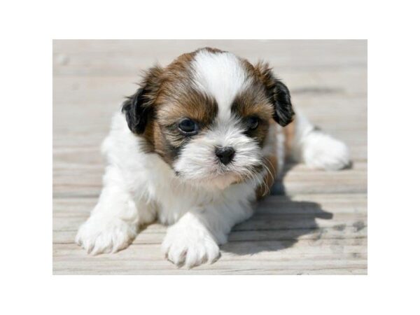 Shih Tzu DOG Female Red / White 5535 Petland Montgomery, Alabama