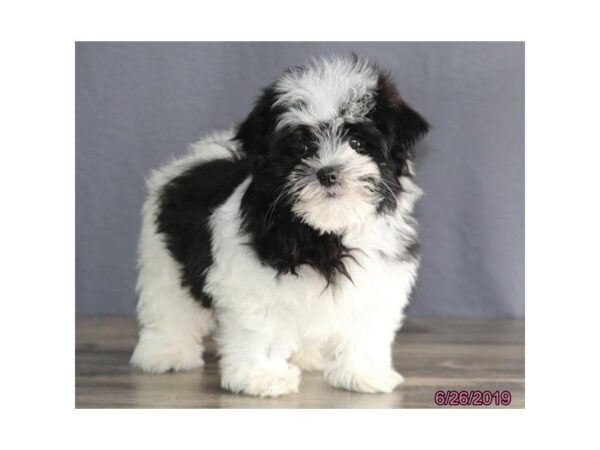 Havanese DOG Female Black 5536 Petland Montgomery, Alabama