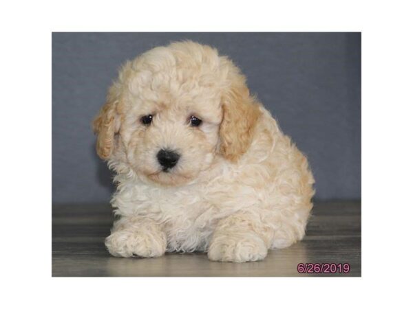 Poodle DOG Male Apricot 5538 Petland Montgomery, Alabama