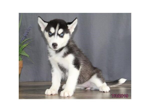 Siberian Husky DOG Female Black / White 5539 Petland Montgomery, Alabama