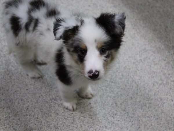 Shetland Sheepdog DOG Male Blue Merle 5540 Petland Montgomery, Alabama