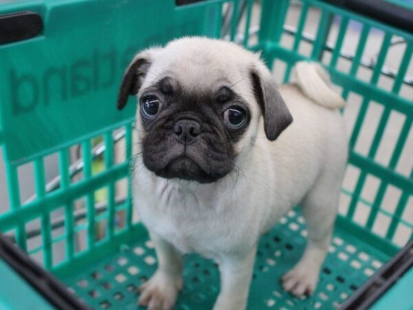 Pug DOG Male FAWN 5544 Petland Montgomery, Alabama