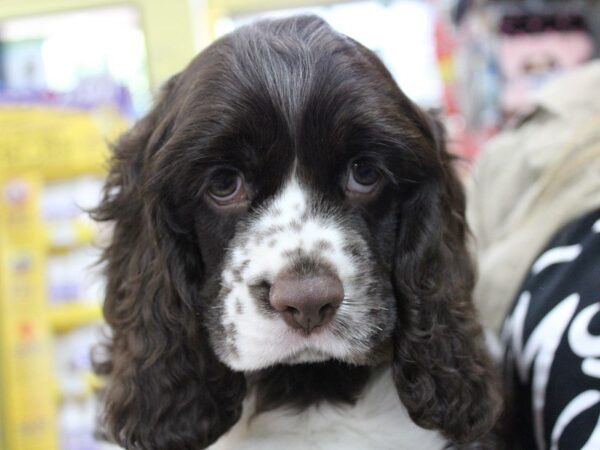 Cocker Spaniel DOG Male CHOC WHITE 5543 Petland Montgomery, Alabama