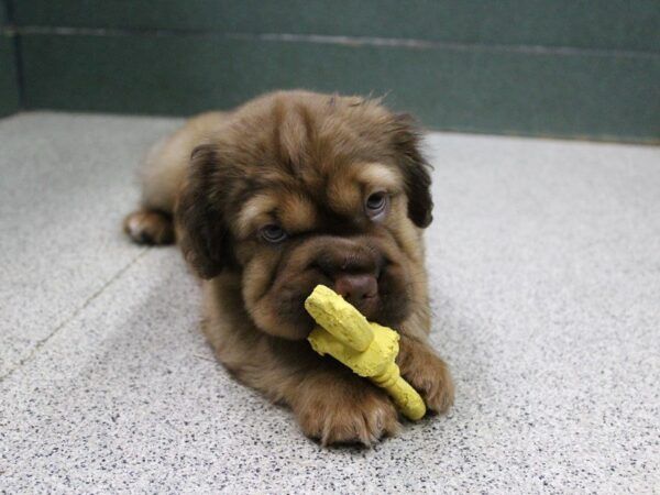 Mini Hippo-DOG-Male-choc-5542-Petland Montgomery, Alabama