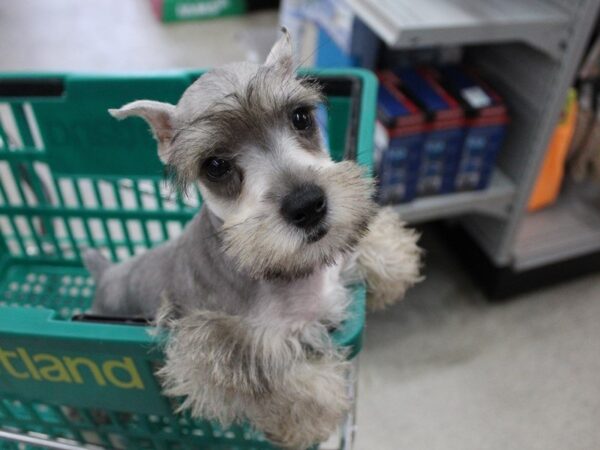 Miniature Schnauzer-DOG-Male-SALT PEPPER-5541-Petland Montgomery, Alabama