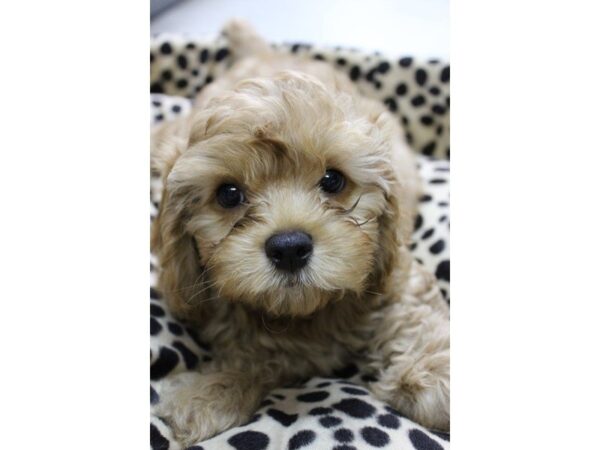 Cavapoo-DOG-Male-Red-5537-Petland Montgomery, Alabama