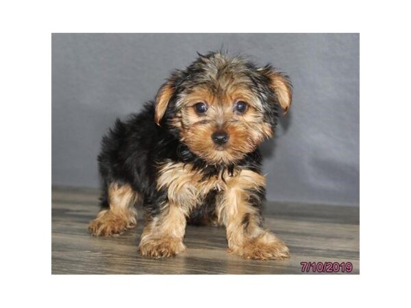 Yorkshire Terrier DOG Male Black / Tan 5548 Petland Montgomery, Alabama