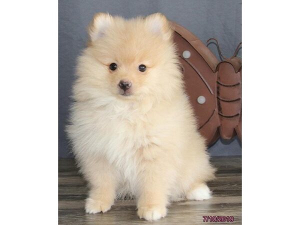 Pomeranian-DOG-Male-Red Sable-5549-Petland Montgomery, Alabama