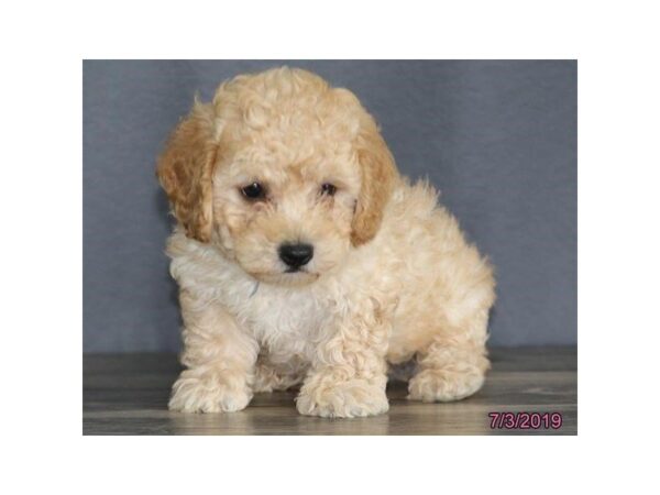 Poodle DOG Male Apricot 5550 Petland Montgomery, Alabama