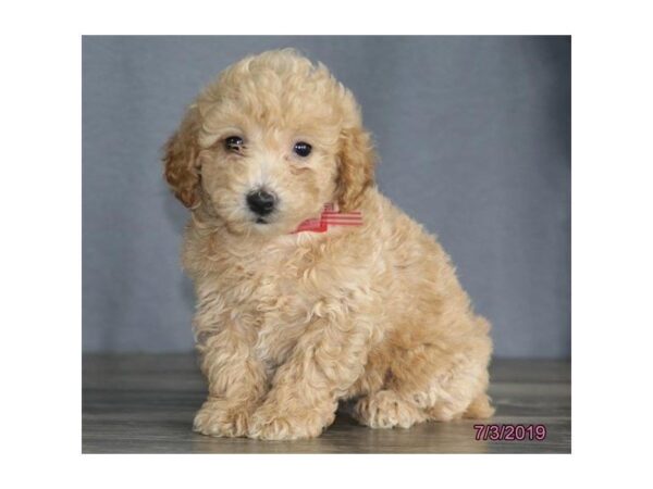 Poodle-DOG-Female-Apricot-5551-Petland Montgomery, Alabama