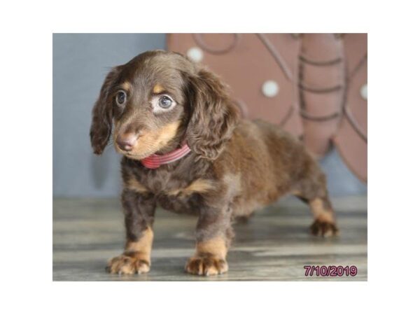 Dachshund DOG Female Chocolate 5552 Petland Montgomery, Alabama