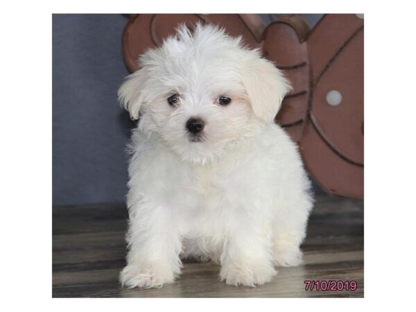 Maltese DOG Male White 5553 Petland Montgomery, Alabama