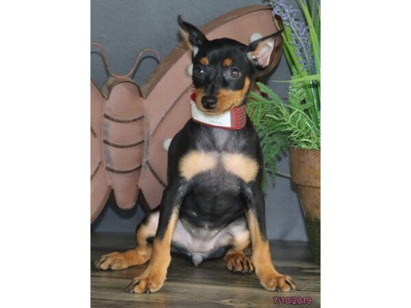 Miniature Pinscher DOG Female Black / Tan 5554 Petland Montgomery, Alabama