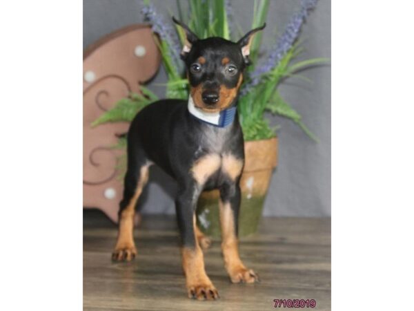 Miniature Pinscher DOG Male Black / Tan 5555 Petland Montgomery, Alabama