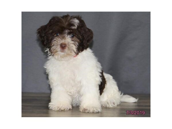 Havanese DOG Female Chocolate 5556 Petland Montgomery, Alabama