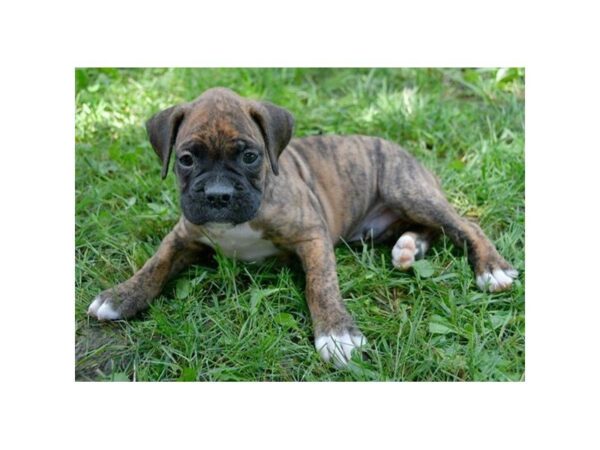 Boxer-DOG-Male-Brindle-5557-Petland Montgomery, Alabama