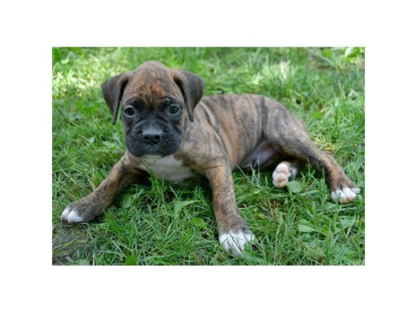 Boxer DOG Male Brindle 5557 Petland Montgomery, Alabama