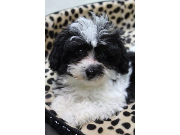 Havanese DOG Female Black / White 5545 Petland Montgomery, Alabama