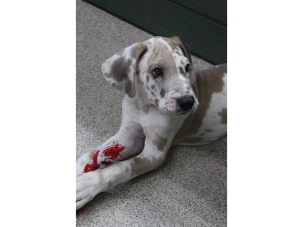 Great Dane DOG Male Fawnequin 5547 Petland Montgomery, Alabama