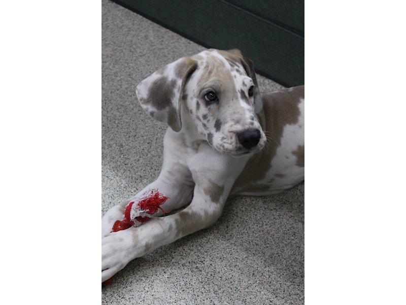 Fawnequin shop great dane
