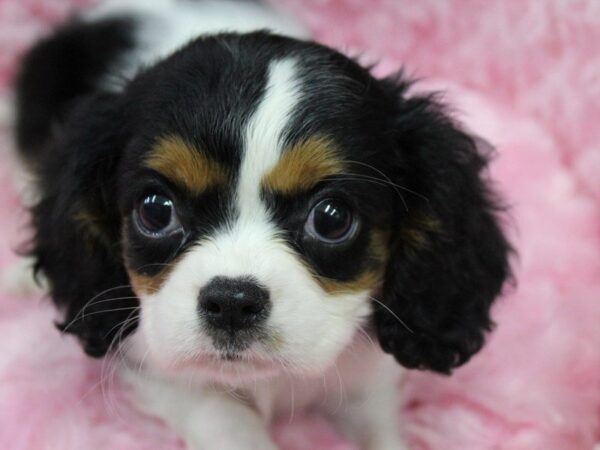 Cavalier King Charles Spaniel DOG Female TRI 5559 Petland Montgomery, Alabama