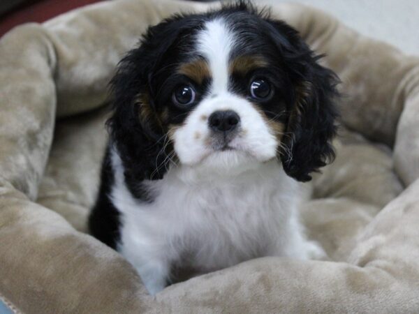 Cavalier King Charles Spaniel-DOG-Male-TRI-5558-Petland Montgomery, Alabama