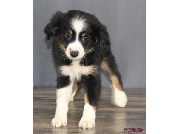 Miniature Australian Shepherd DOG Female Black 5560 Petland Montgomery, Alabama