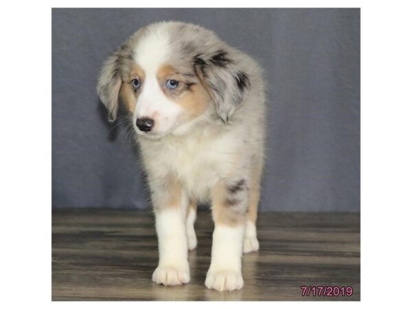 Miniature Australian Shepherd DOG Male Blue Merle 5561 Petland Montgomery, Alabama