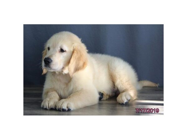 Golden Retriever DOG Male Golden 5565 Petland Montgomery, Alabama