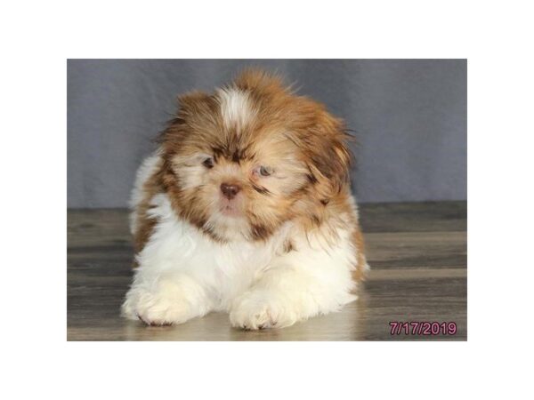 Shih Tzu-DOG-Female-Red / White-5566-Petland Montgomery, Alabama
