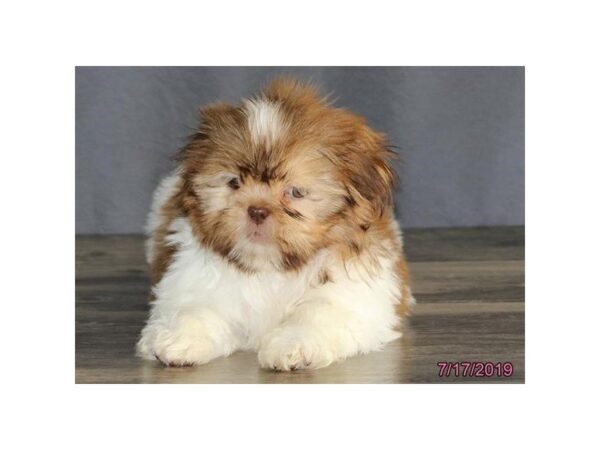 Shih Tzu DOG Female Red / White 5566 Petland Montgomery, Alabama