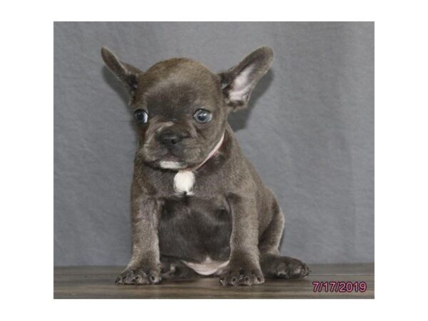 French Bulldog-DOG-Female-Blue-5567-Petland Montgomery, Alabama