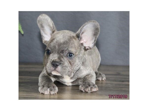 French Bulldog DOG Male Blue Brindle 5568 Petland Montgomery, Alabama