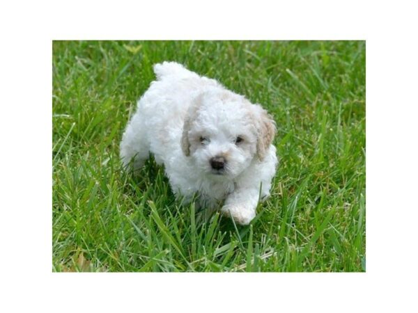 Miniature Poodle Puppy White Gold Id