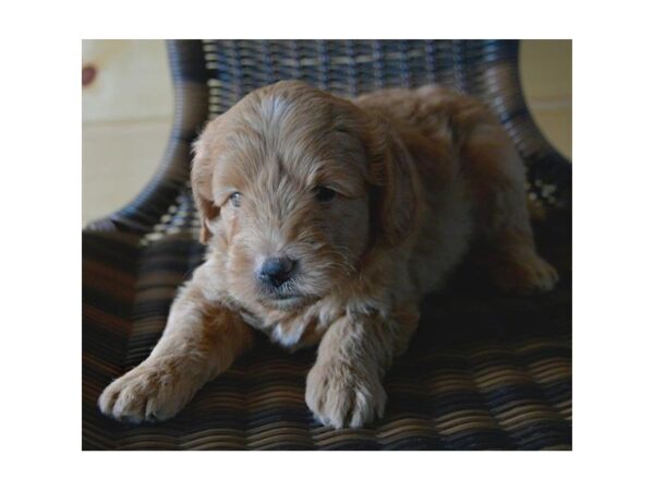 Goldendoodle Mini 2nd Gen DOG Male Red 5570 Petland Montgomery, Alabama