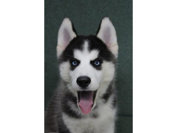 Siberian Husky DOG Male Black / White 5546 Petland Montgomery, Alabama