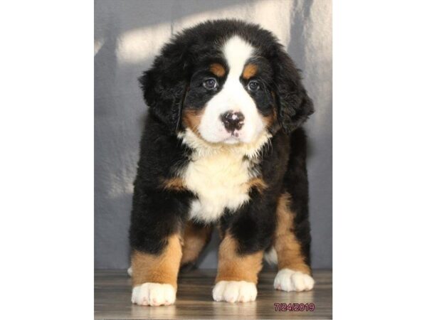 Bernese Mountain Dog DOG Female Black Rust / White 5574 Petland Montgomery, Alabama