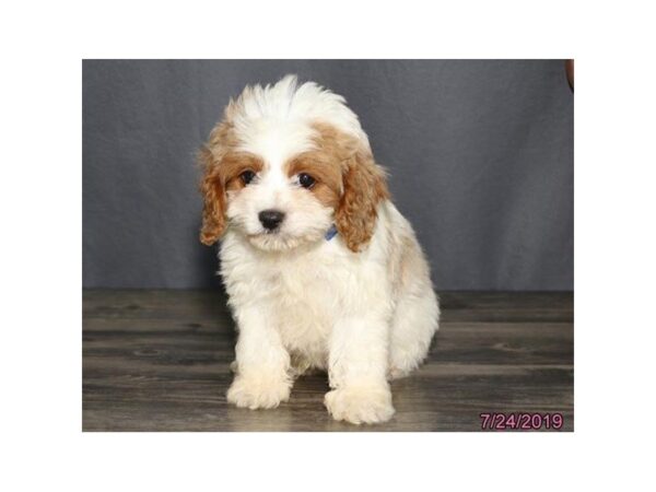 Cavapoo-DOG-Male-Blenheim-5575-Petland Montgomery, Alabama